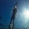 snorkeling