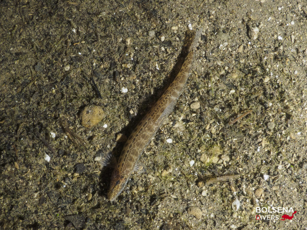 Cobitis bilineata