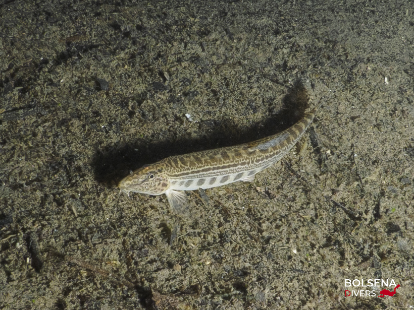 cobite immersioni bolsena divers